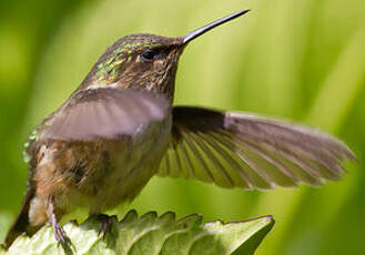 Colibri flammule