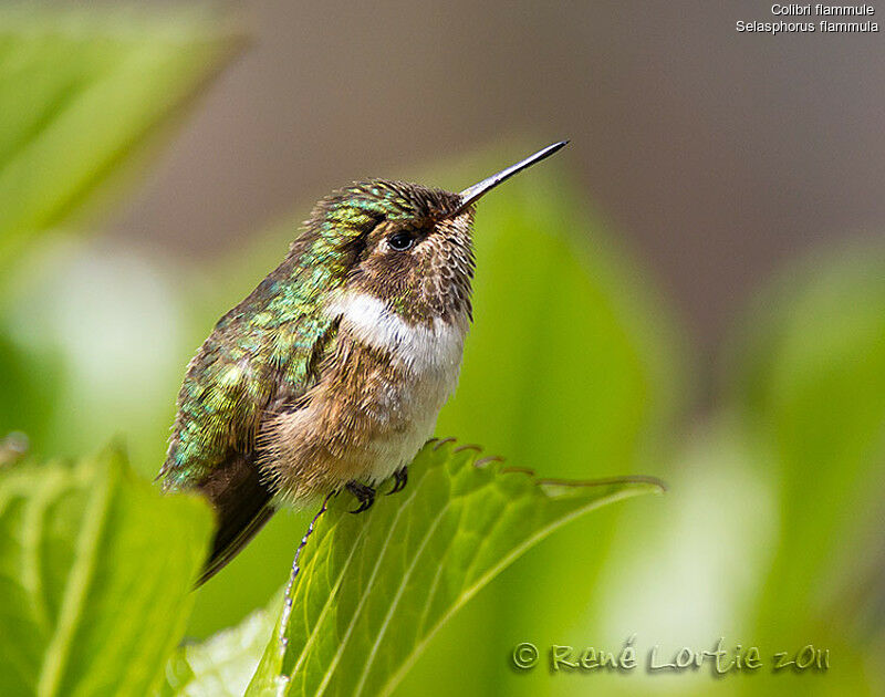 Volcano Hummingbirdadult