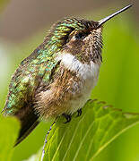 Volcano Hummingbird