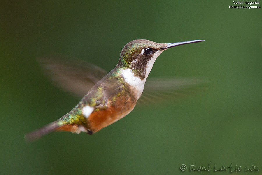 Colibri magenta femelle adulte, Vol