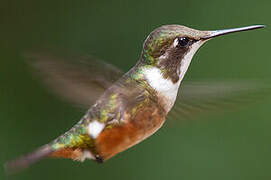 Magenta-throated Woodstar