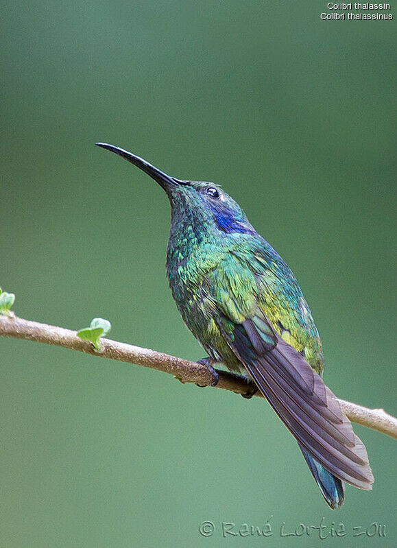 Colibri thalassinadulte, identification