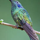 Colibri thalassin