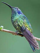 Mexican Violetear