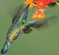 Mexican Violetear