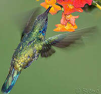 Colibri thalassin