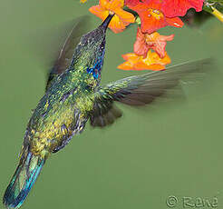 Colibri thalassin