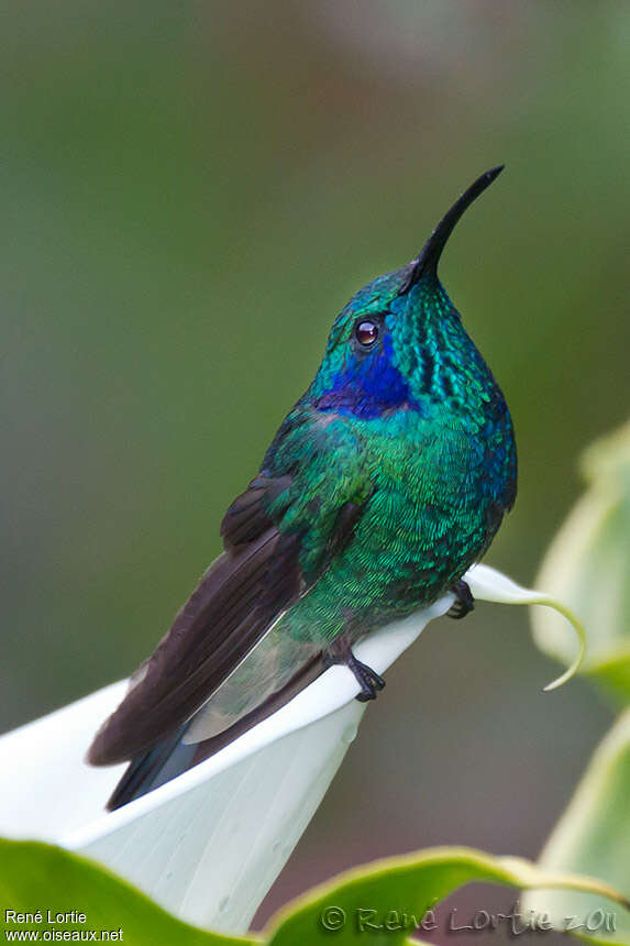 Colibri thalassinadulte, identification