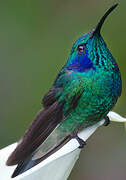 Mexican Violetear