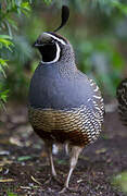 California Quail