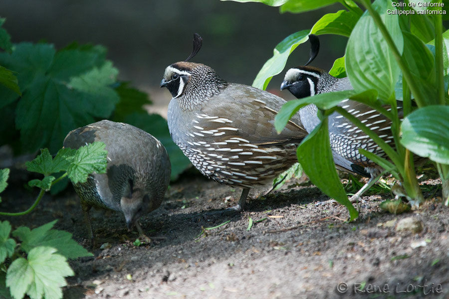 California Quail , identification