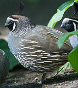 California Quail