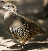 California Quail