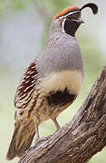 Gambel's Quail