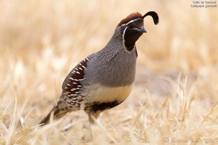 Gambel's Quail male adult, identification