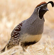 Gambel's Quail