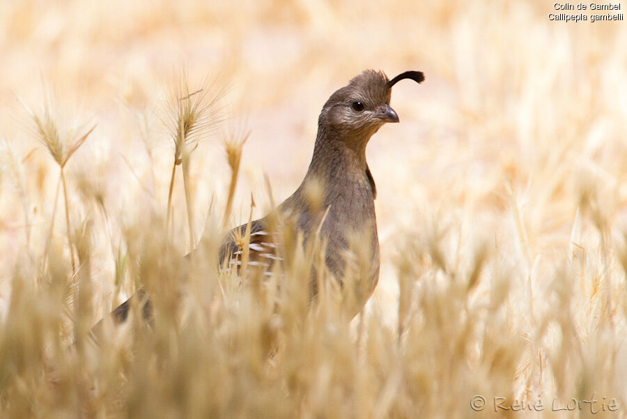 Gambel's Quail female adult, identification