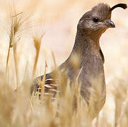 Gambel's Quail