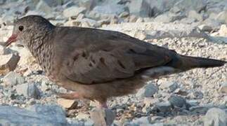 Common Ground Dove