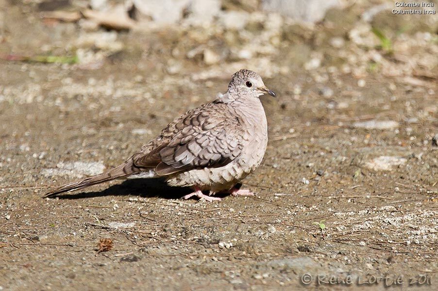 Inca Doveadult, identification