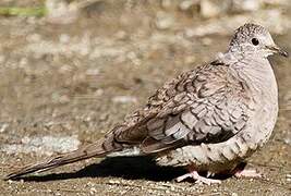 Inca Dove