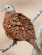 Ruddy Ground Dove