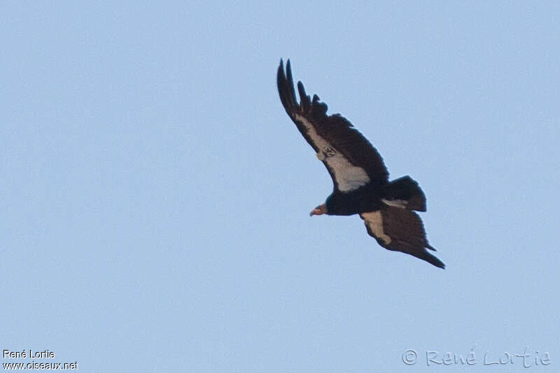 Condor de Californieadulte, Vol