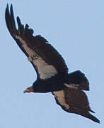 Condor de Californie