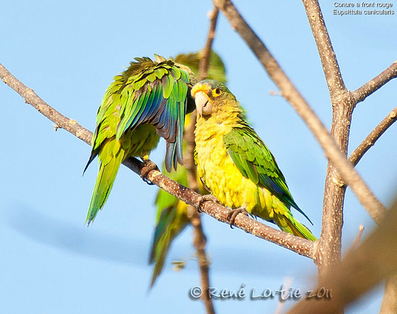 Conure à front rouge adulte, identification