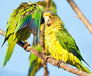 Conure à front rouge