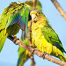 Conure à front rouge