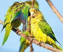 Conure à front rouge