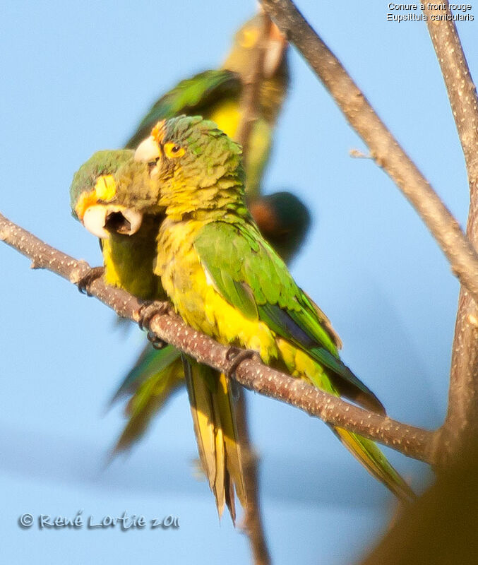 Orange-fronted Parakeet adult, Behaviour