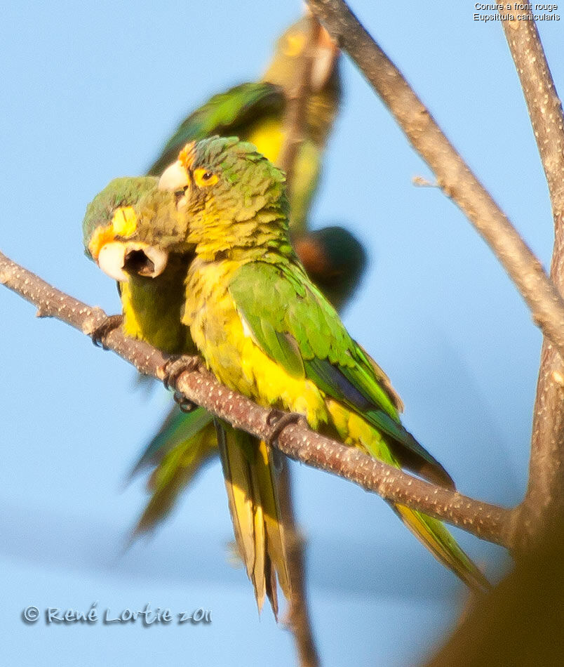 Conure à front rouge adulte, Comportement