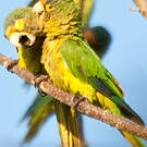 Conure à front rouge