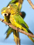 Orange-fronted Parakeet