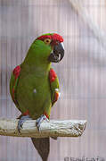 Conure à gros bec