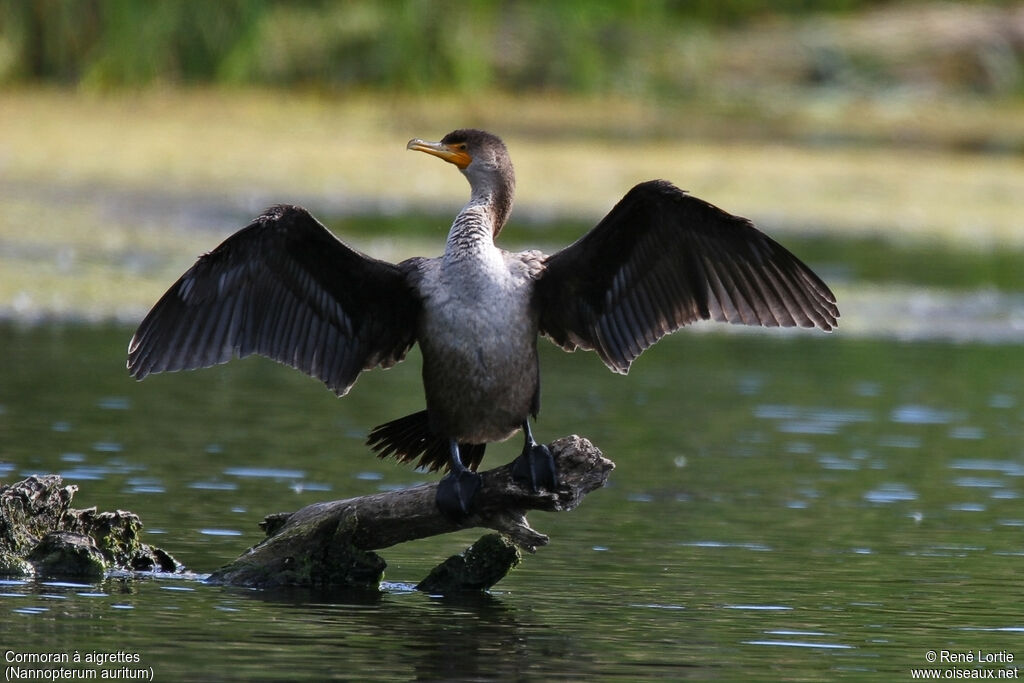 Double-crested Cormorant