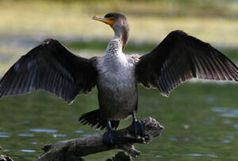 Cormoran à aigrettes