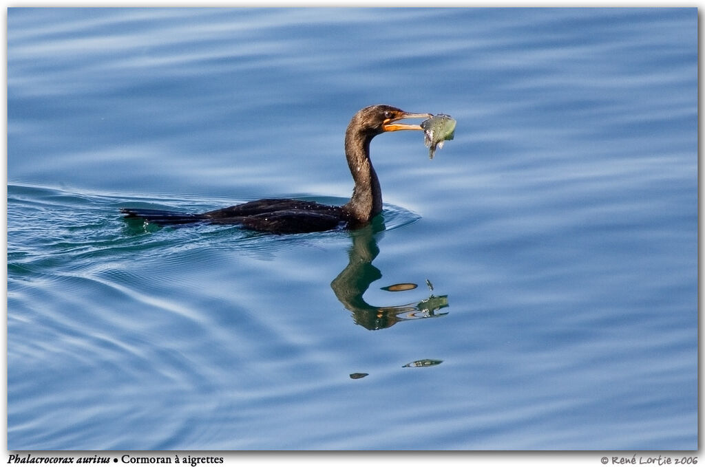 Double-crested Cormorantadult