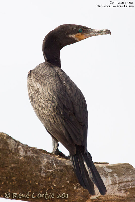 Cormoran viguaadulte, identification