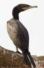 Cormoran vigua