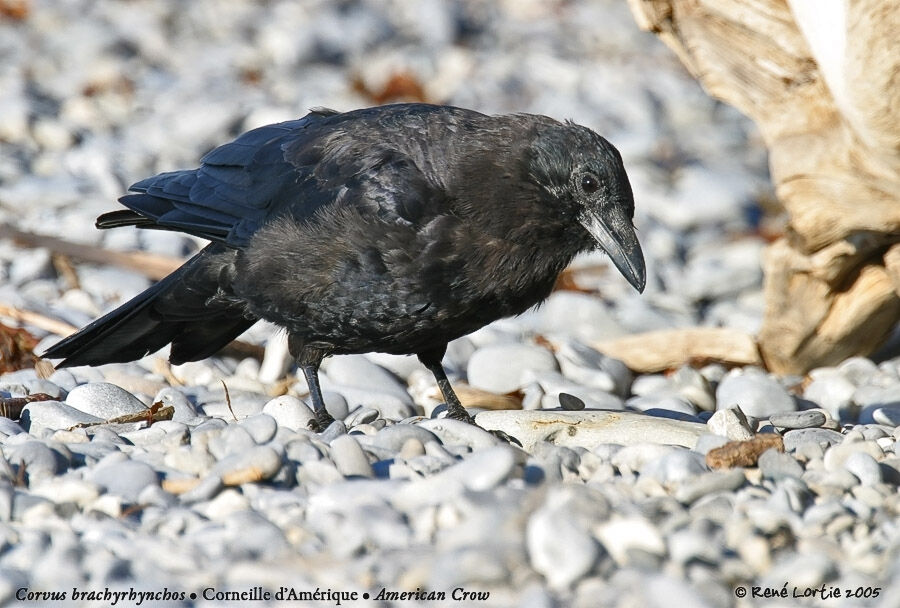 American Crow