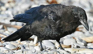 American Crow