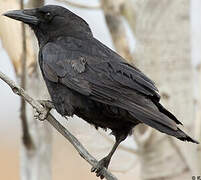 American Crow