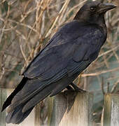 American Crow