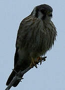 American Kestrel