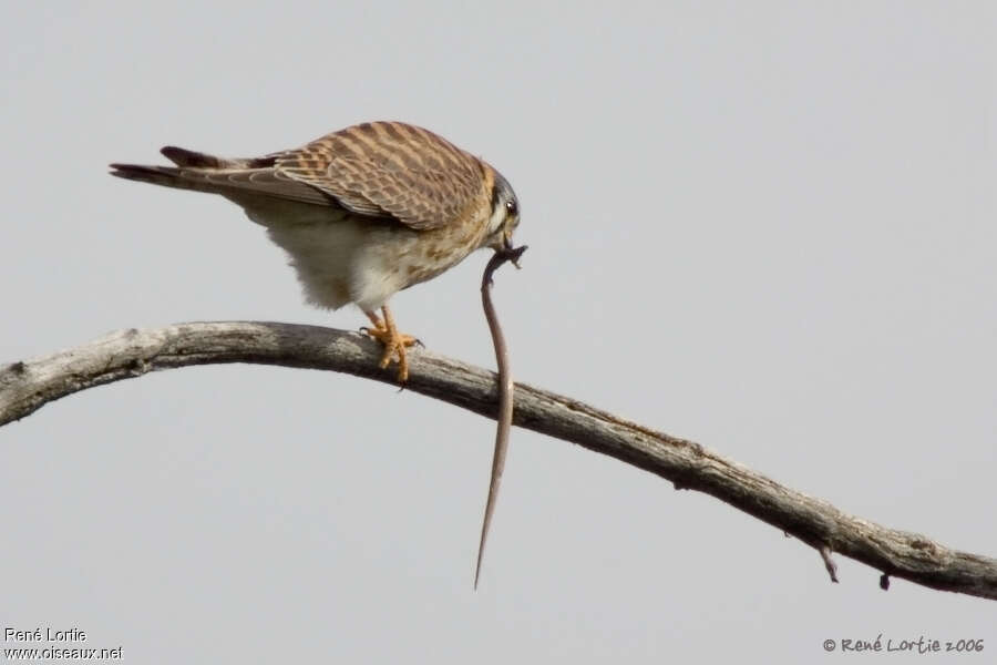 Crécerelle d'Amérique femelle adulte, régime, pêche/chasse