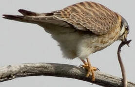 American Kestrel