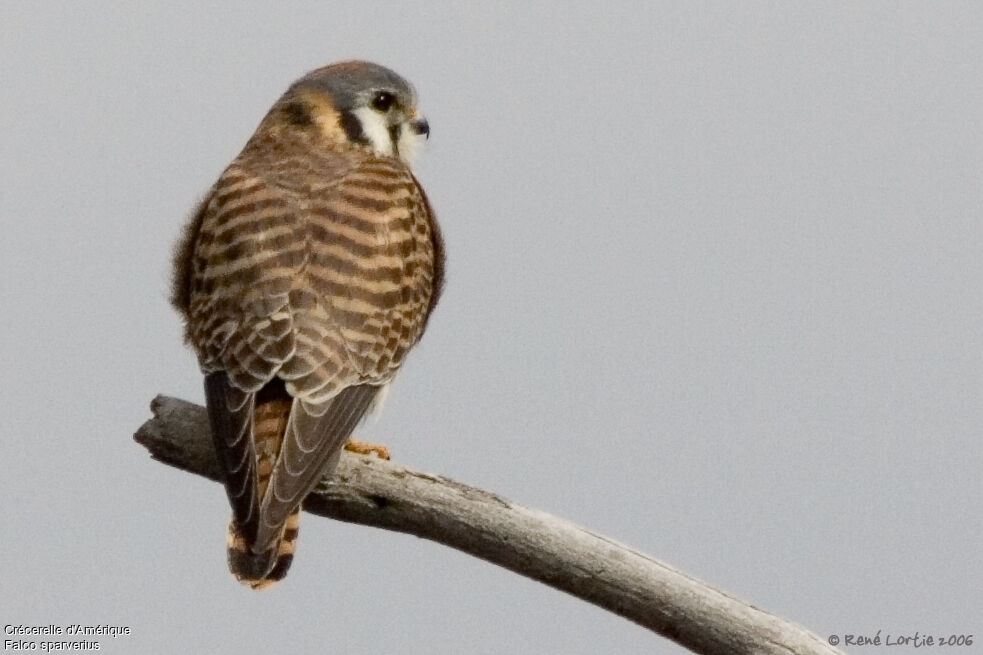 American Kestrel female adult